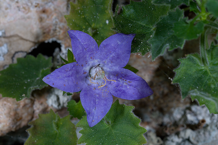 Campanula isophylla e C. fragilis subsp. cavolinii